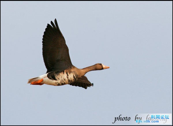 0104－0071 白额雁2.jpg