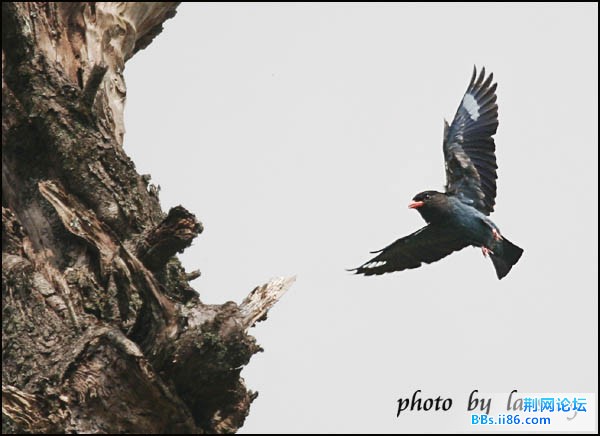 0123－0169 三宝鸟.jpg