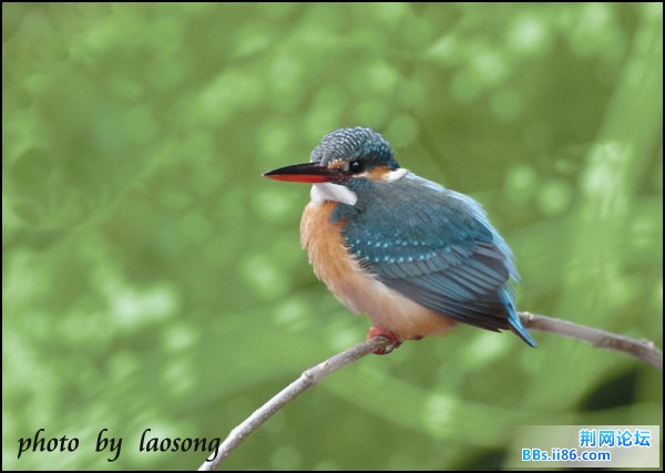 0124－0171 普通翠鸟.jpg