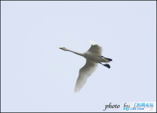 0102－0068#  小天鹅.jpg