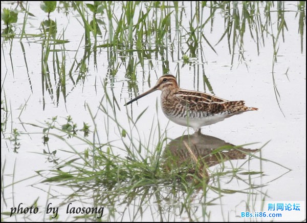 0132－0334 扇尾沙锥.jpg