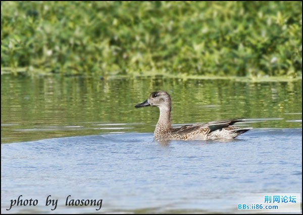 0107－0086 罗纹鸭.jpg