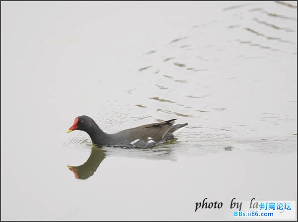 0131－0323 黑水鸡.jpg