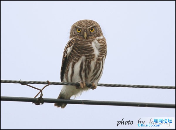 0127－0248 斑头鸺鹠.jpg