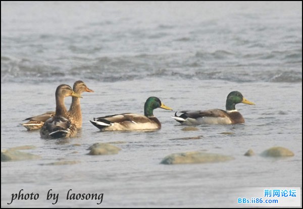 0112－0089 绿头鸭.jpg