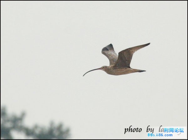 0134－0341 大杓鹬.jpg