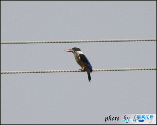 0126－0177 蓝翡翠.jpg