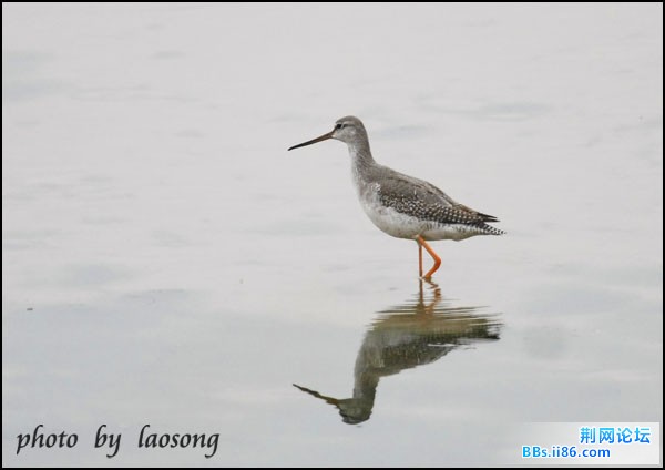 0135－0342 鹤鹬.jpg