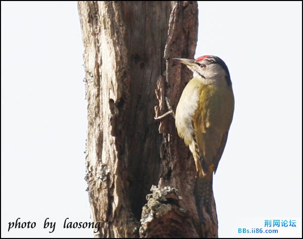 0119－0143 灰头绿啄木鸟.jpg