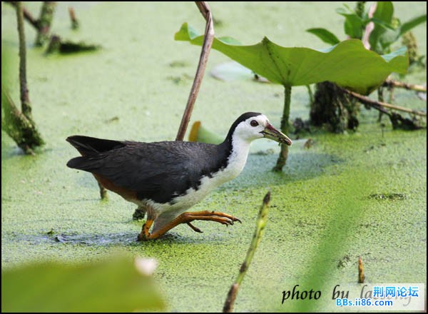 0130－0313 白胸苦恶鸟.jpg