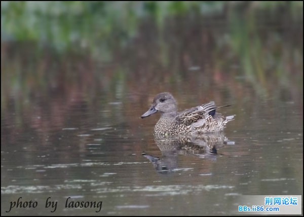 0109－0086 罗纹鸭2.jpg