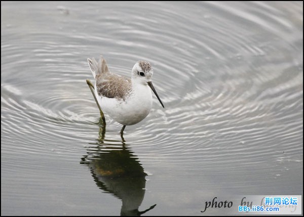 0136－0344 泽鹬.jpg