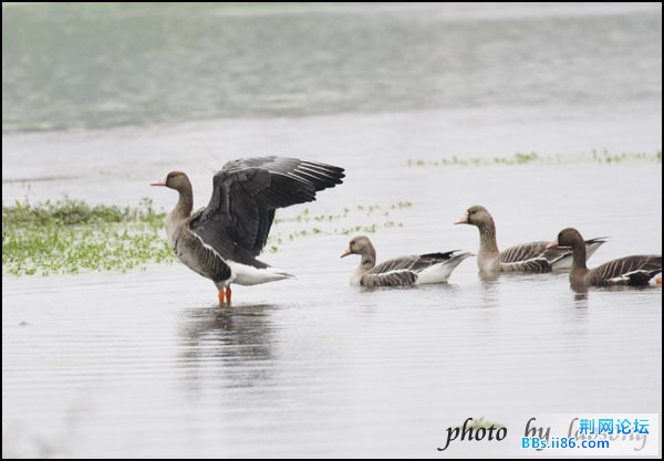 0103－0071 白额雁.jpg