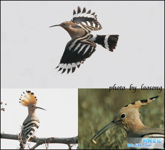 0122－0163 戴胜.jpg