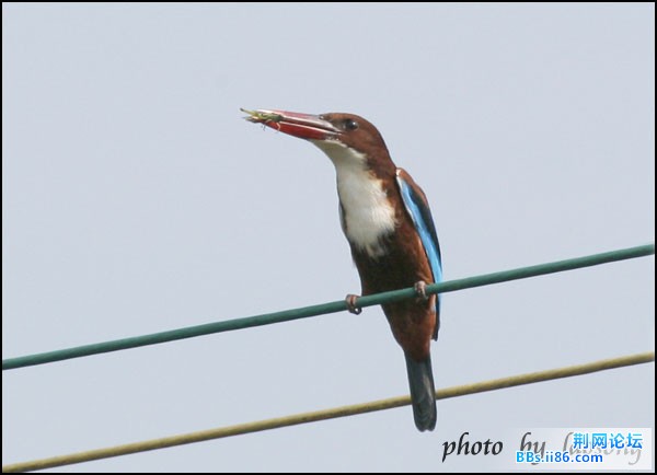 0125－0176 白胸翡翠.jpg