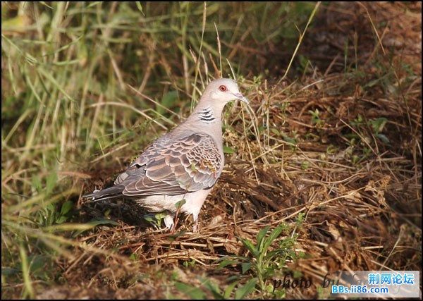 0128－0274 山斑鸠.jpg