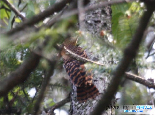 0120－0148 黄嘴栗啄木鸟.jpg