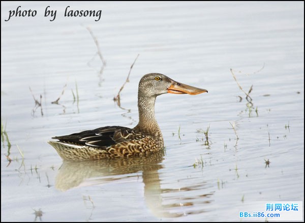 0115－0092 琵嘴鸭2.jpg