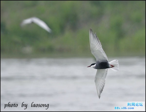 0165－0446 须浮鸥.jpg