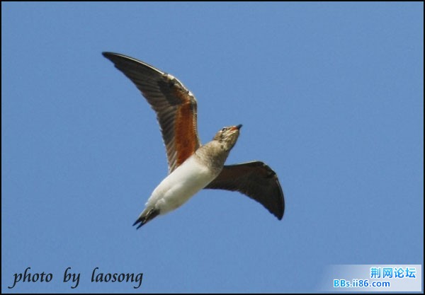 0162－0405 普通燕鸻2.jpg