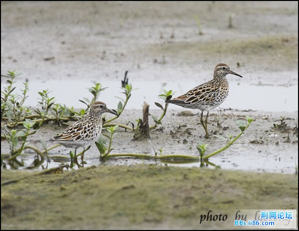 0143－0369 尖尾滨鹬.jpg