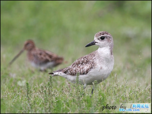 0158－0395 蒙古沙鸻.jpg