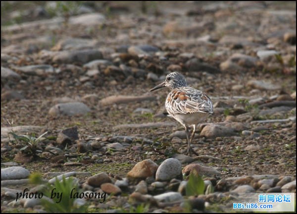 0141－0357 大滨鹬.jpg