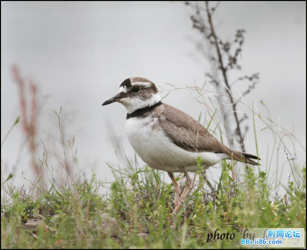0155－0391 长嘴剑鸻.jpg