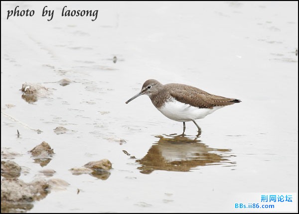 0138－0348 白腰草鹬.jpg