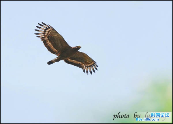 0168－0475 蛇雕.jpg