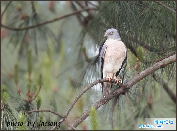 0170－0484 赤腹鹰.jpg