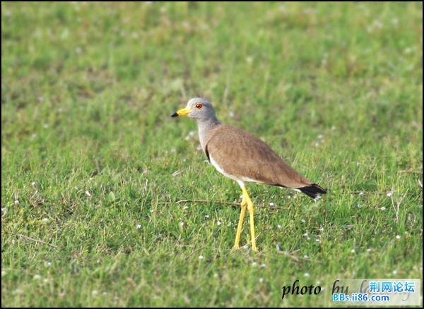 0160－0402 灰头麦鸡.jpg