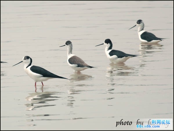 0150－0386 黑翅长脚鹬.jpg