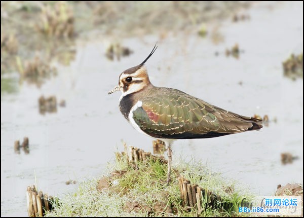 0159－0400 凤头麦鸡.jpg