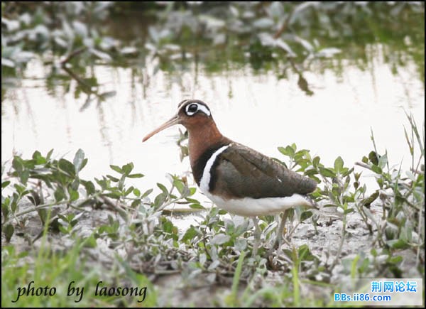 0147－0379 彩鹬2.jpg