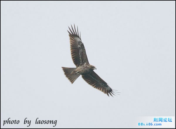 0167－0461 黑耳鸢.jpg