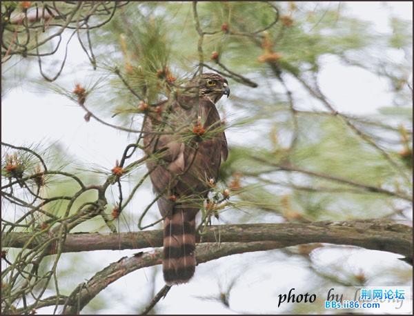 0169－0482 凤头鹰.jpg