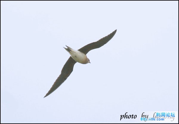 0161－0405 普通燕鸻.jpg