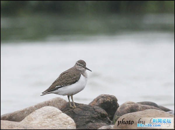 0140－0351 矶鹬.jpg