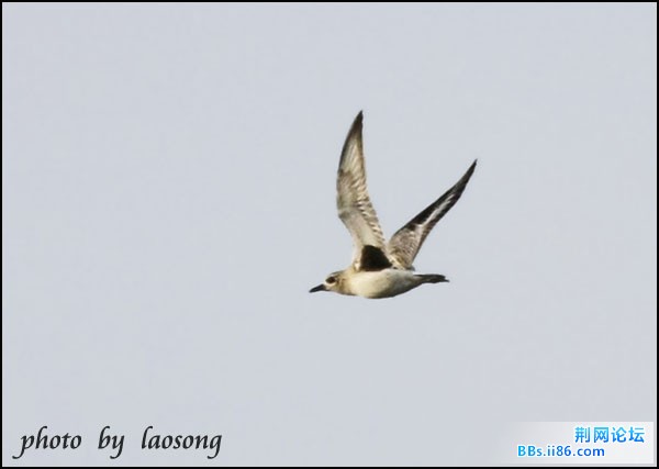 0154－0389 灰斑鸻.jpg