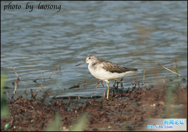 0137－0345 青脚鹬.jpg