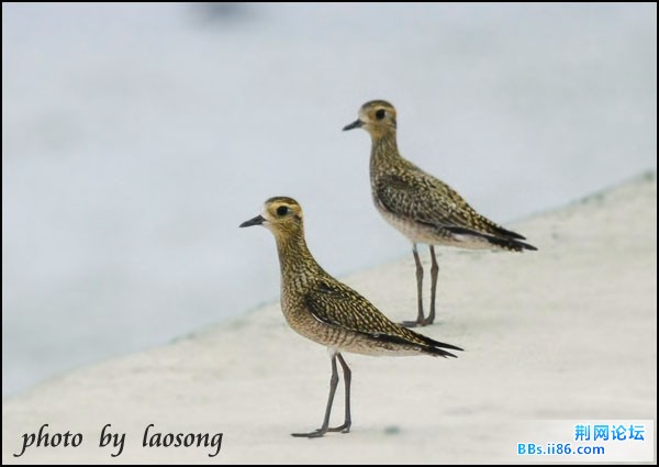 0153－0388 金斑鸻  冬羽.jpg