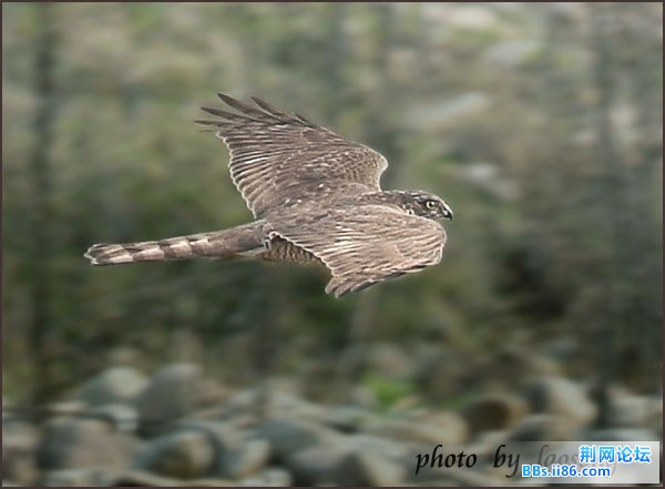 0171－0487 雀鷹.jpg