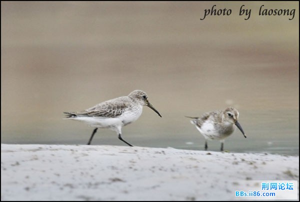 0144－0371 黑腹滨鹬.jpg