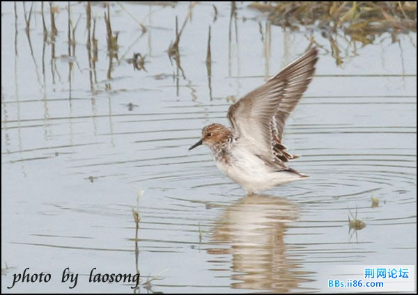 0142－0363 红颈滨鹬.jpg