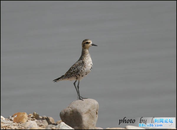 0152－0388 金斑鸻  夏羽.jpg