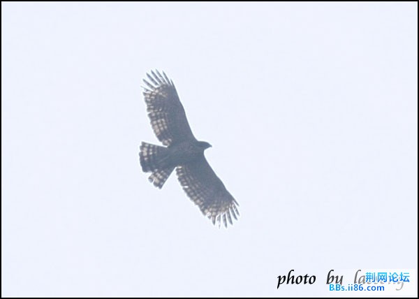 0174－0504 鹰雕.jpg