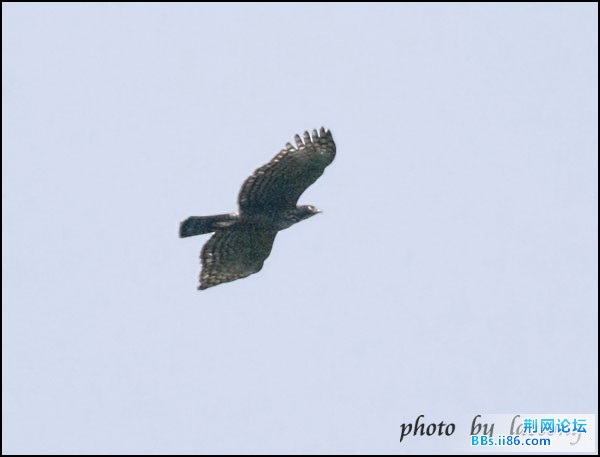 0175－0504 鹰雕2.jpg