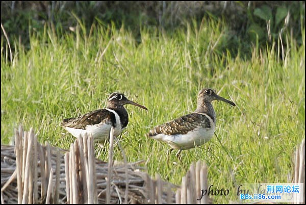 0148－0379 彩鹬3.jpg