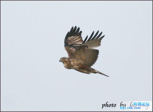 0172－0492 普通鵟.jpg